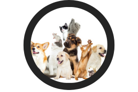 Mundo Pet